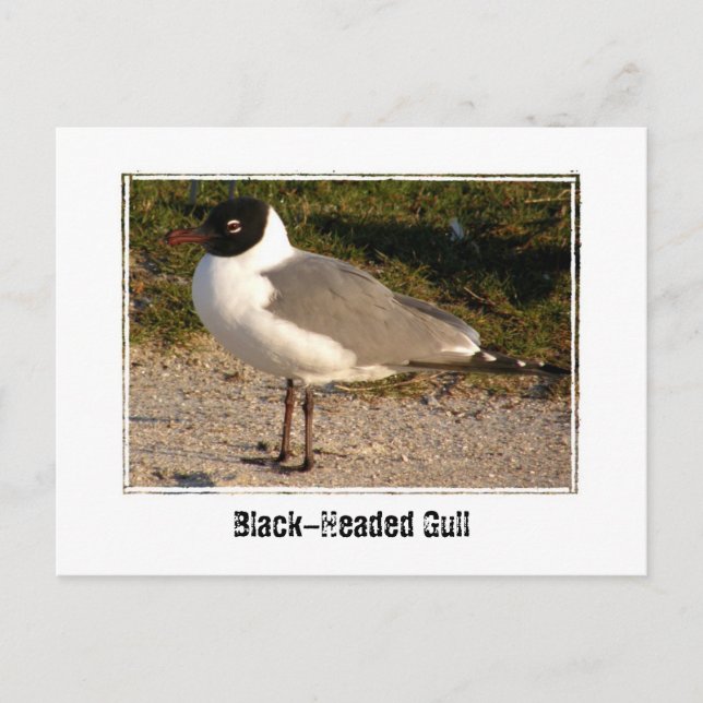Black-Headed Gull Postcard (Front)