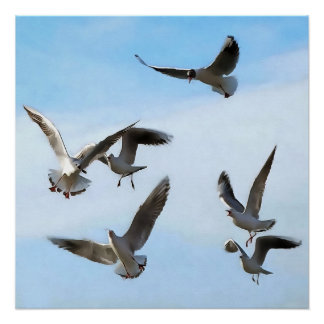 Black Headed Gulls Of The Bosphorus Art Poster