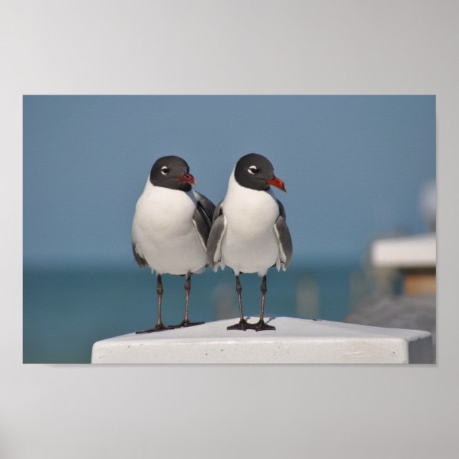 Black-Headed Gulls Poster (Front)