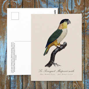 Black-Headed Male Parrot, Pionites Melanocephalus Postcard