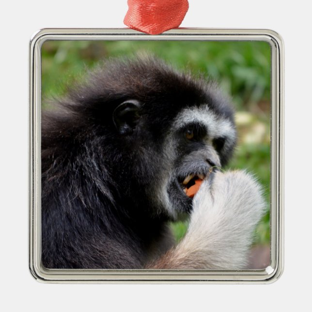 Black-headed spider monkey eating a fruit   metal tree decoration (Front)