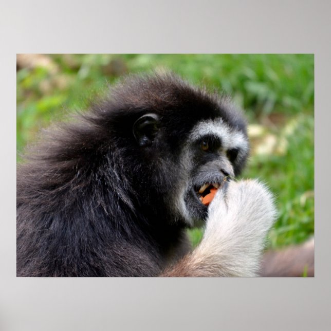 Black-headed spider monkey eating a fruit  poster (Front)