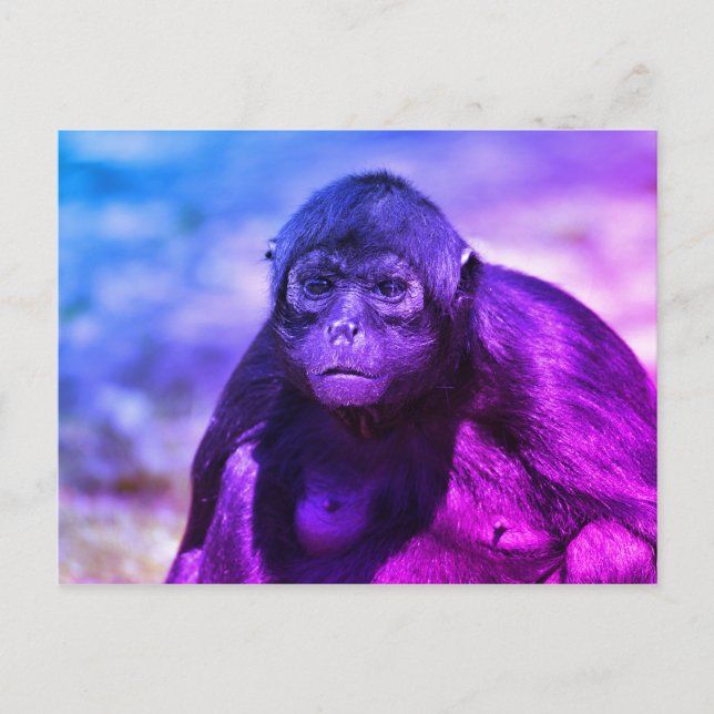 Black-headed spider monkey postcard (Front)