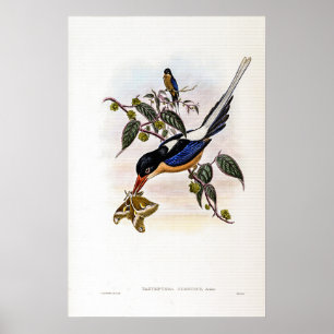 Black-headed Tanysiptera by John Gould Poster
