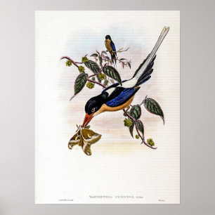 Black-headed Tanysiptera by John Gould Poster