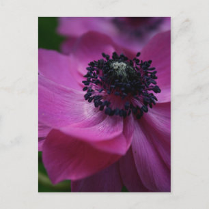 Black Heart Floral Photography Postcard