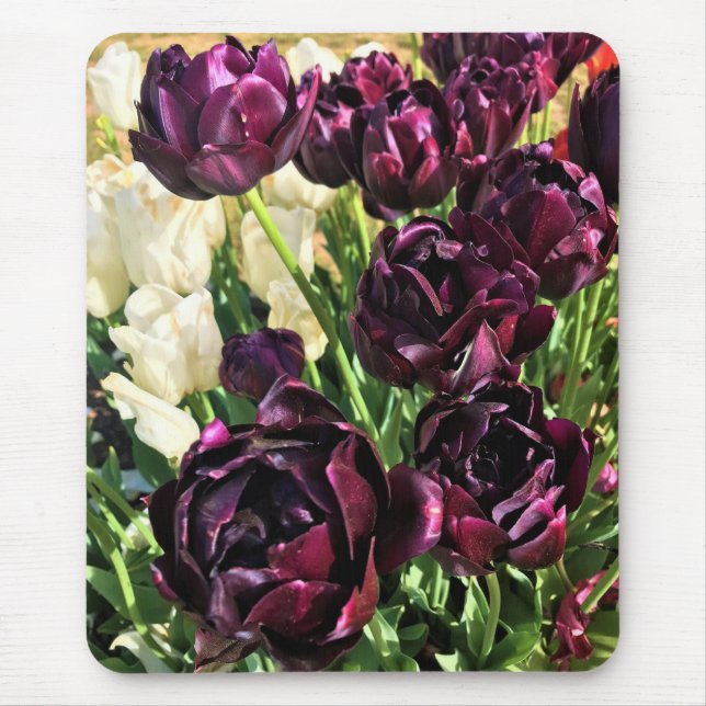 Black Hero Tulips, Oregon Mouse Pad (Front)