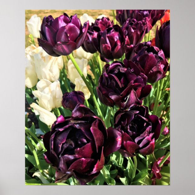 Black Hero Tulips, Oregon Poster (Front)