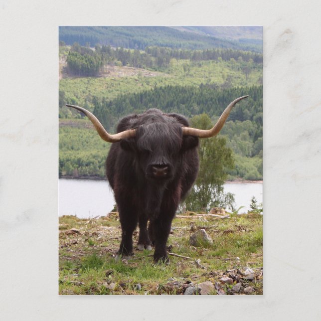 Black Highland cattle, Scotland Postcard (Front)