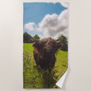 Black highland cow grazing green field sun light beach towel
