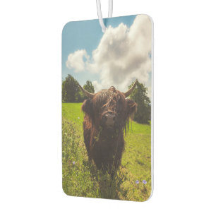 Black highland cow grazing green field sun light car air freshener