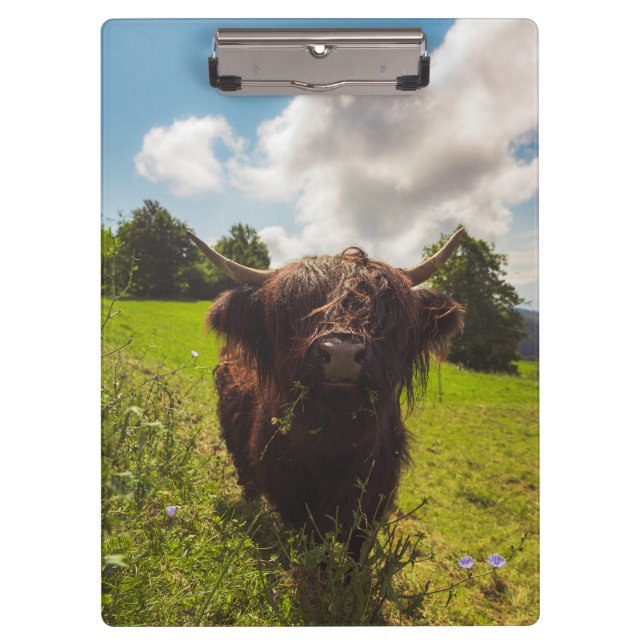 Black highland cow grazing green field sun light clipboard (Front)