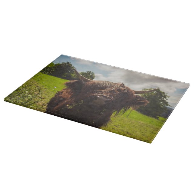 Black highland cow grazing green field sun light cutting board (Corner)