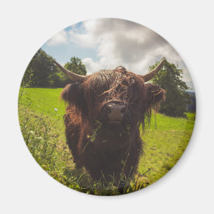 Black highland cow grazing green field sun light magnet