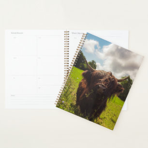 Black highland cow grazing green field sun light planner