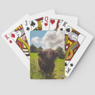 Black highland cow grazing green field sun light playing cards