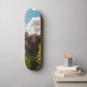 Black highland cow grazing green field sun light skateboard