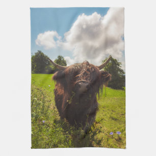 Black highland cow grazing green field sun light tea towel