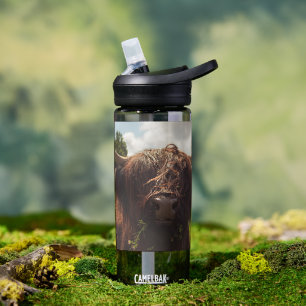 Black highland cow grazing green field sun light water bottle