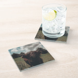 Black highland Scottish cow grazing vintage retro Glass Coaster