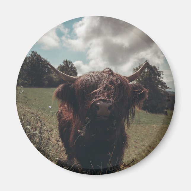 Black highland Scottish cow grazing vintage retro Magnet (Front)