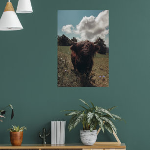 Black highland Scottish cow grazing vintage retro Poster