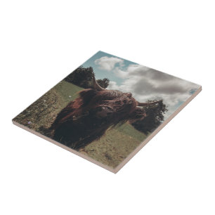 Black highland Scottish cow grazing vintage retro Tile