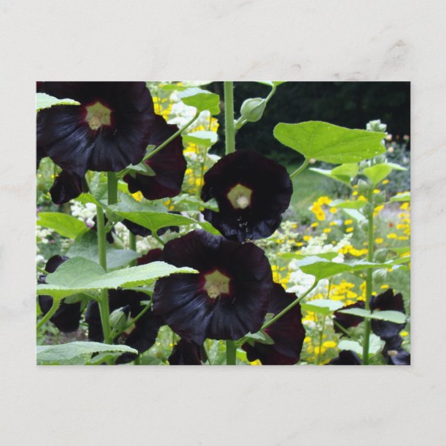 Black Hollyhocks Postcard (Front)