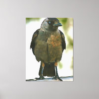 Black Hooded Crow Perched on A Balustrade Art