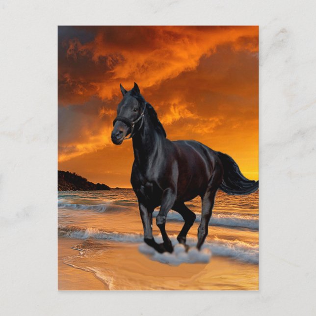 BLACK HORSE, BLACK STALLION, RUNNING AND FREE POSTCARD (Front)