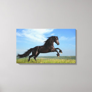 Black Horse Canvas Print