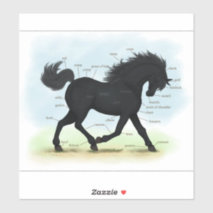 Black Horse Educational Equestrian Anatomy Chart