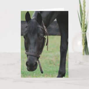 Black Horse Greeting Card