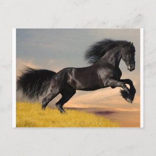 black horse on desert postcard
