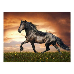 black horse photo print