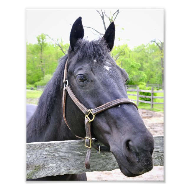 Black Horse Portrait Photo Print (Front)