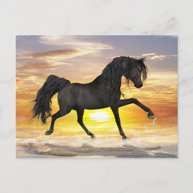 Black Horse Postcard (Front)