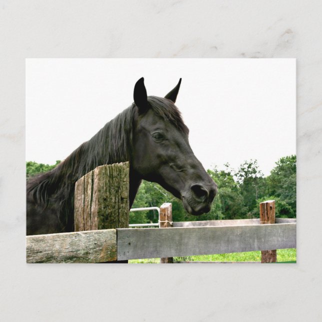 Black horse postcard (Front)