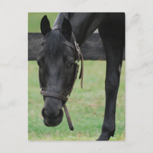 Black Horse Postcard