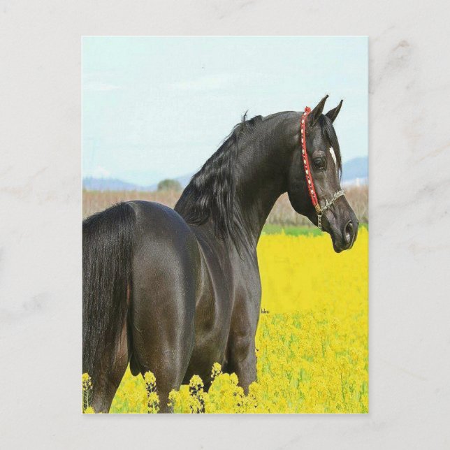 Black Horse Postcard (Front)