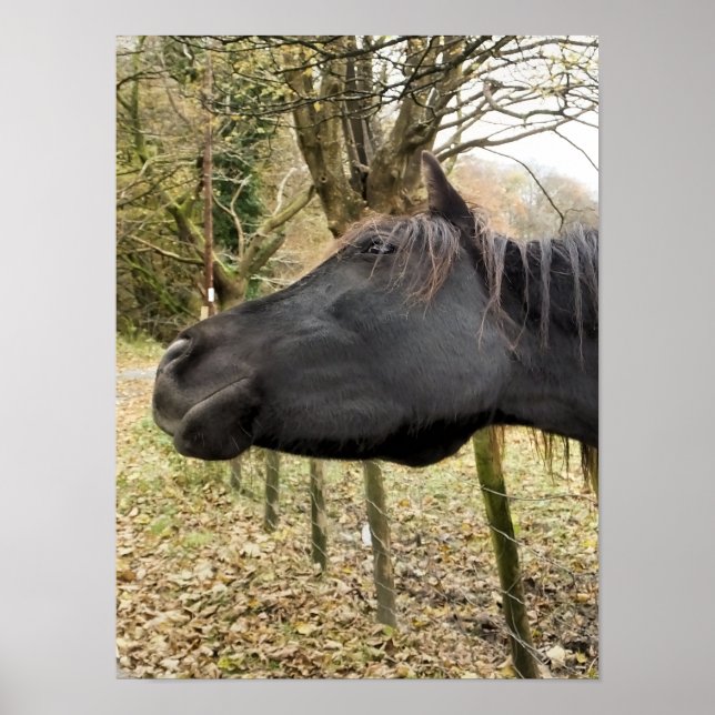 BLACK HORSE POSTER (Front)