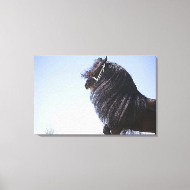 black horse with long mane canvas print (Front)