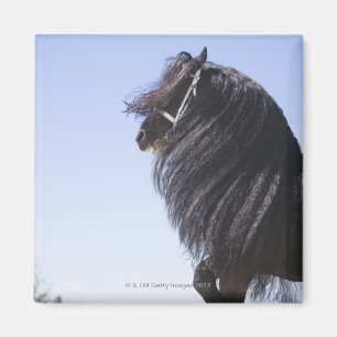 black horse with long mane magnet