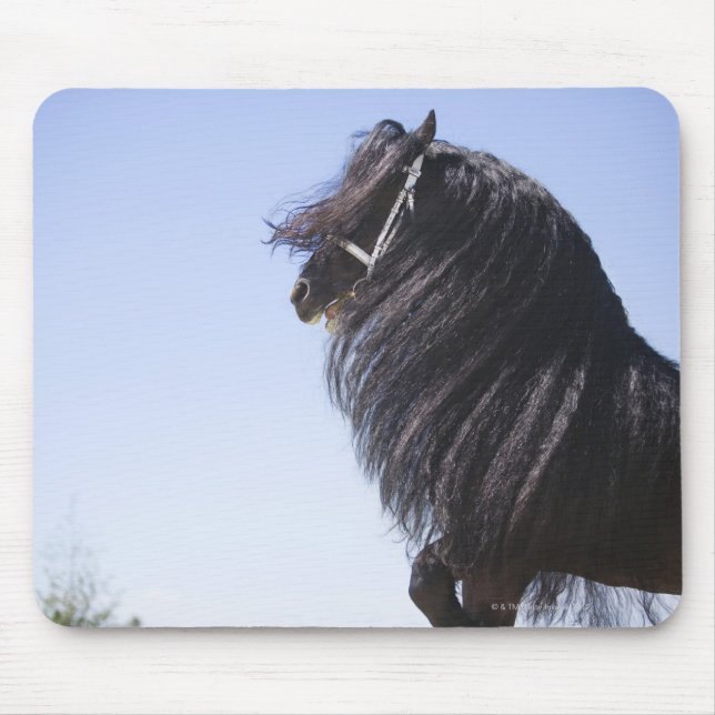 black horse with long mane mouse pad (Front)