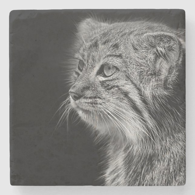 Black in white pallas cat portrait stone coaster (Front)