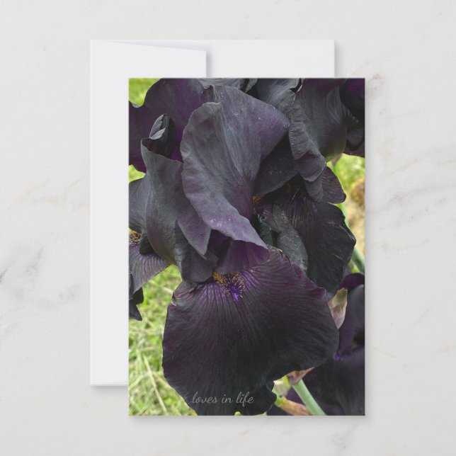 Black Iris Card (Front)