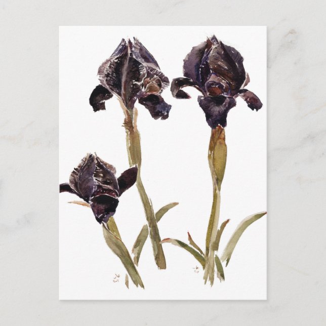 black iris of Jordan Postcard (Front)