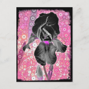 Black Iris Postcard