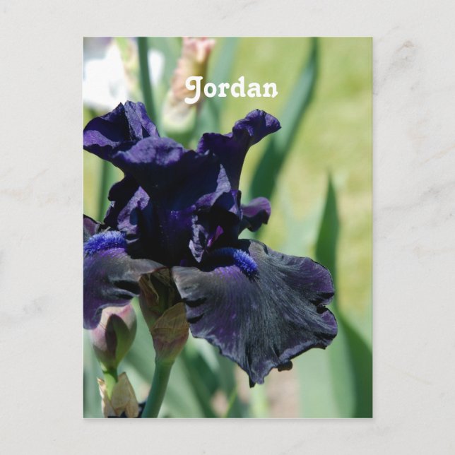 Black Iris Postcard (Front)