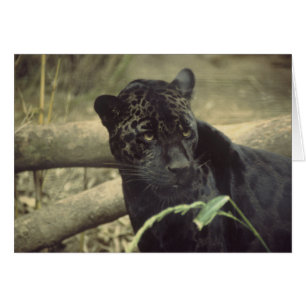 Black_jaguar art